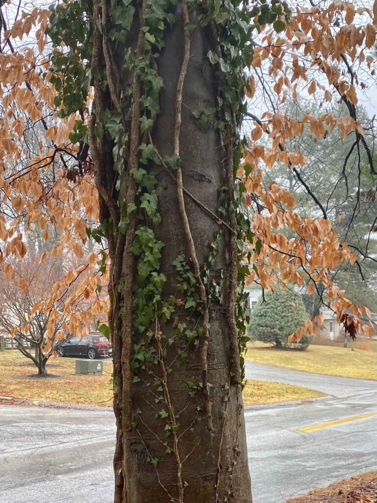 tree with vines