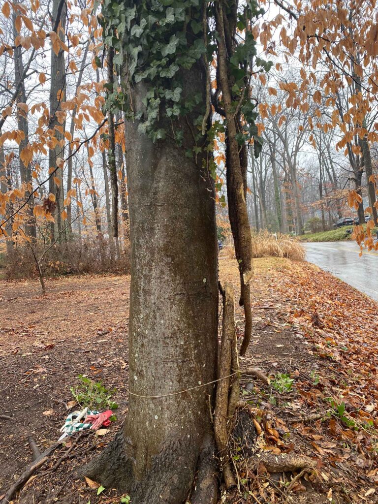 tree with cut vines