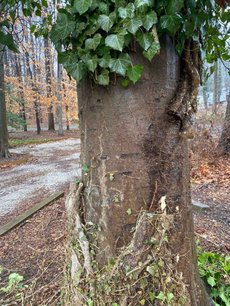 tree with cut vines